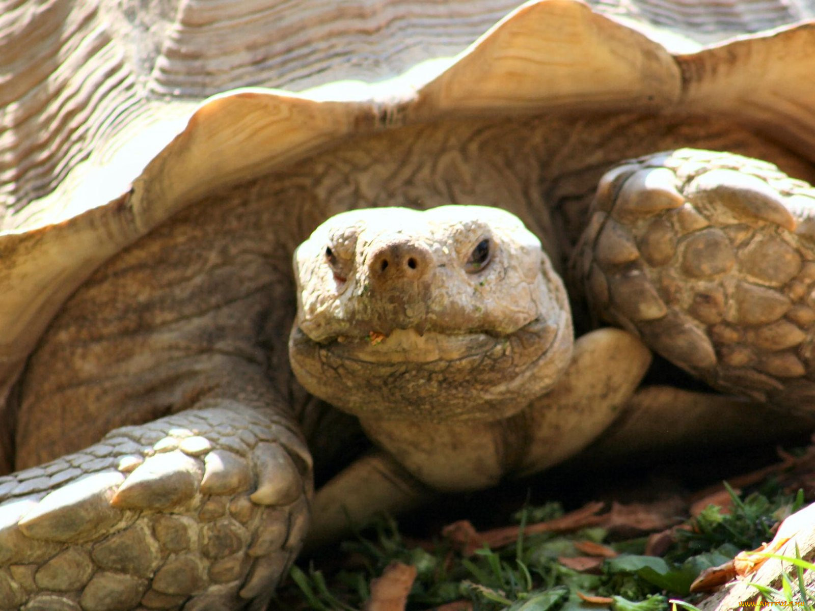 sac, zoo, tortoise, , 